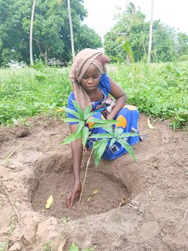 A child planting a tree seedling