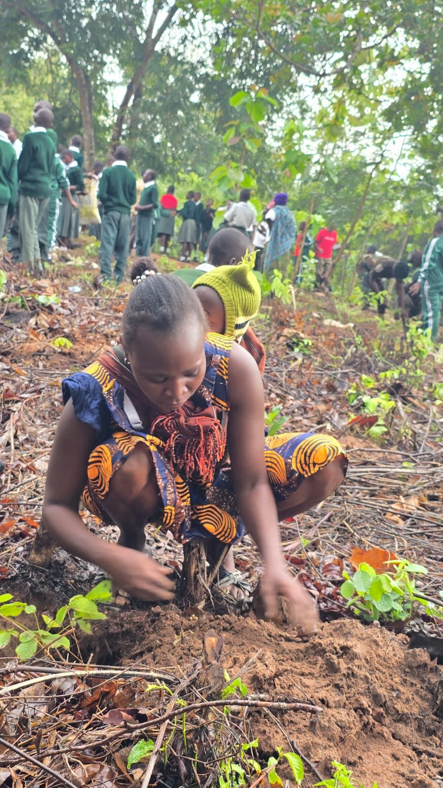 A girl planting a tree seedling