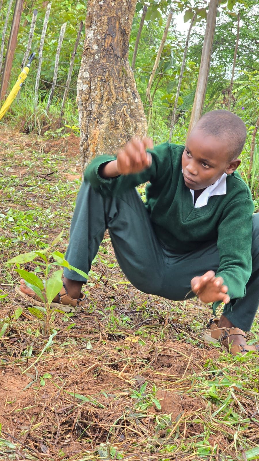 A schoolboy kneeling beside a newly planted tree