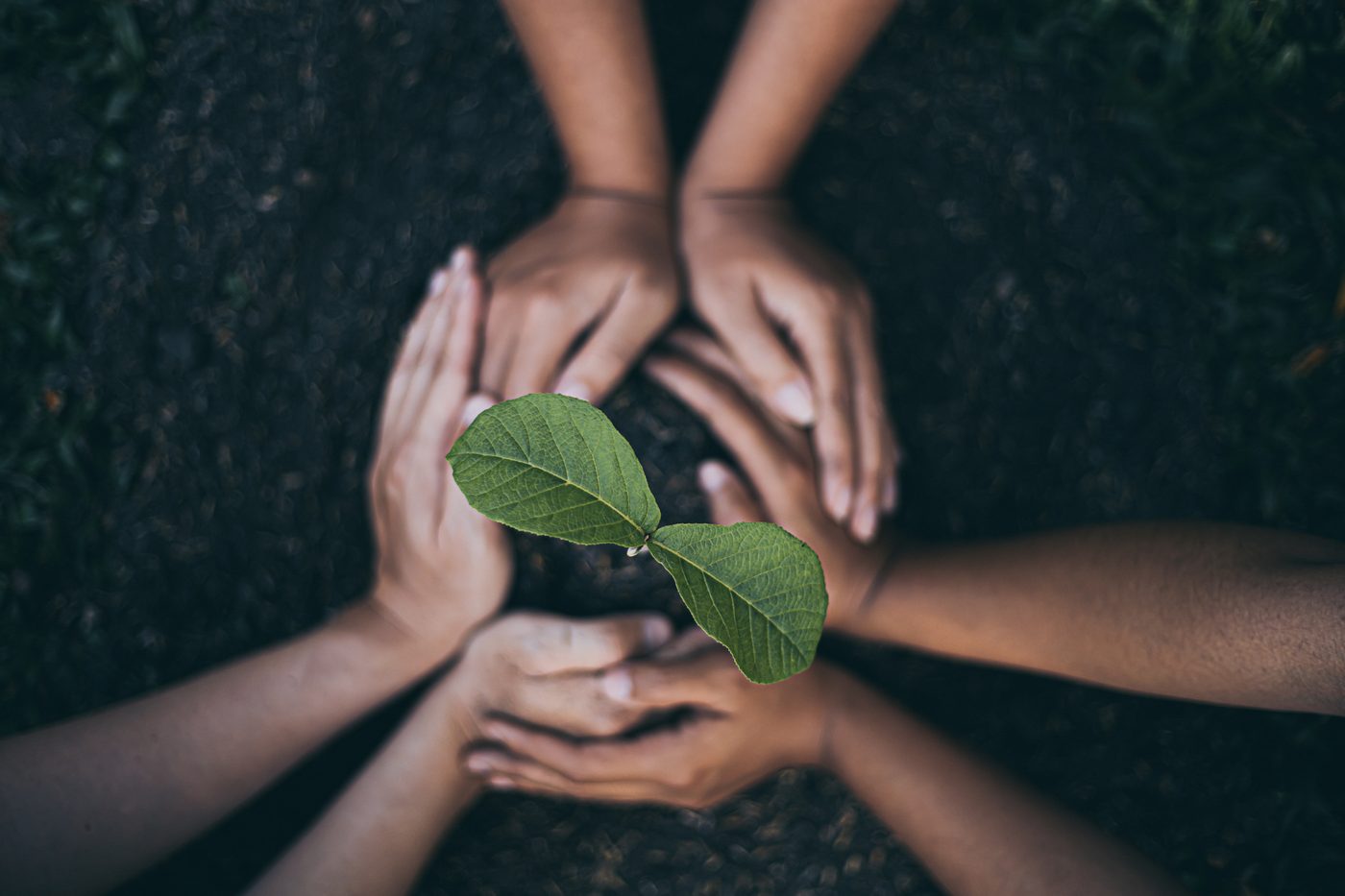 Many hands cradling a tree seedling in soil