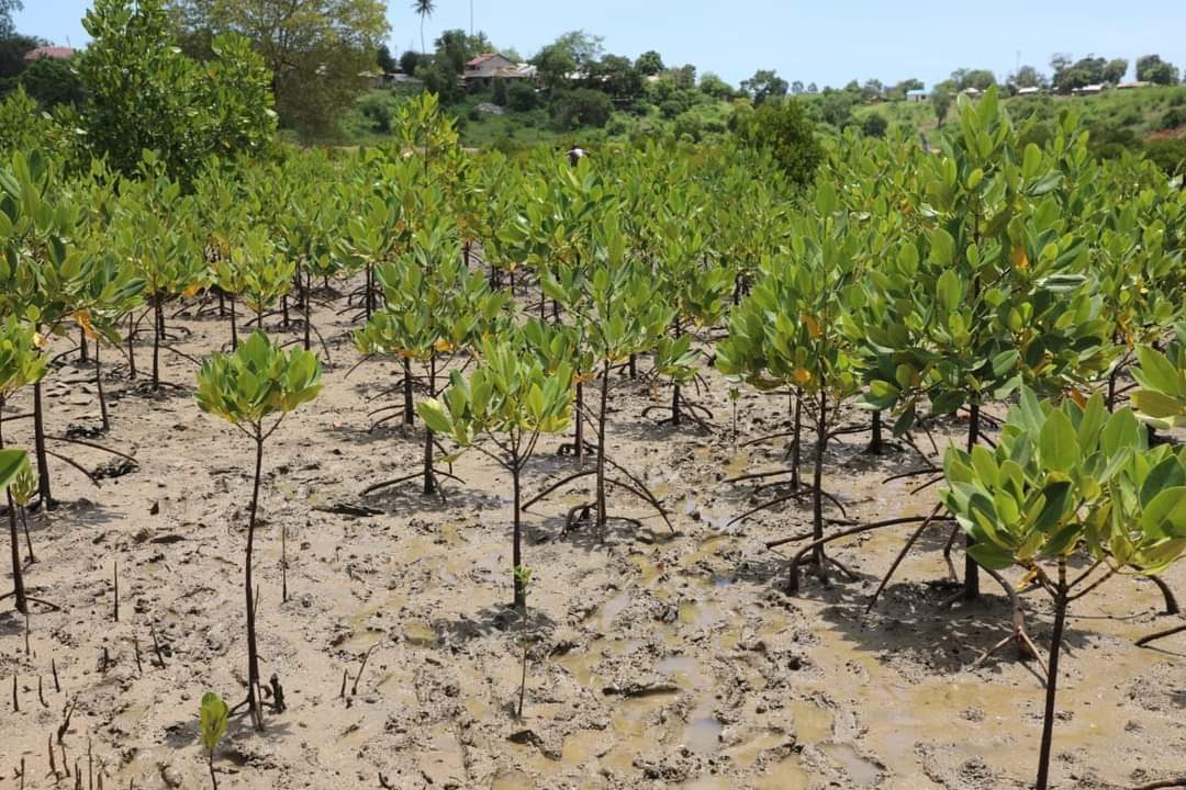 Young mangrove seedlings planted across coastal mudflats with a village in the background