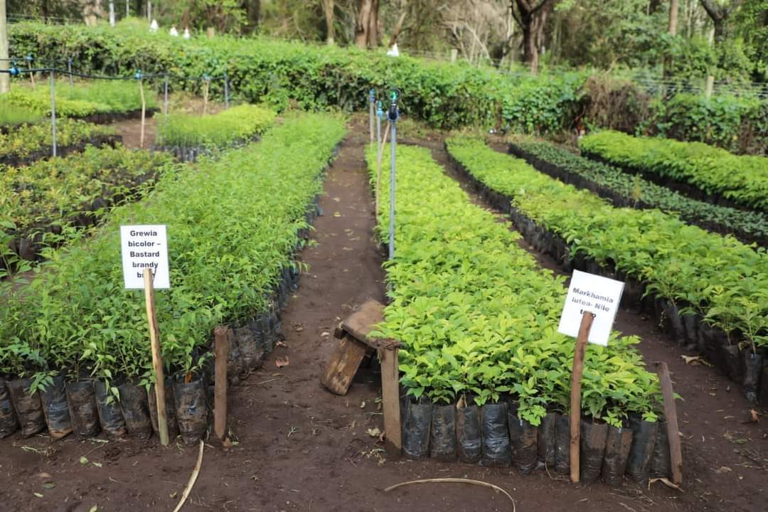 Rows of labelled tree seedlings in an Ecolive community nursery