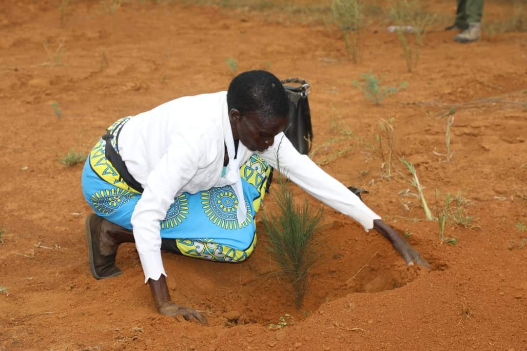 A community member planting a tree seedling in dryland soil