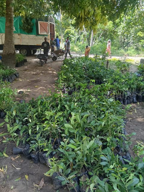 Tree-nursery seedlings ready for market