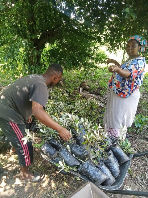 Trained growers tending and bagging tree seedlings in the nursery