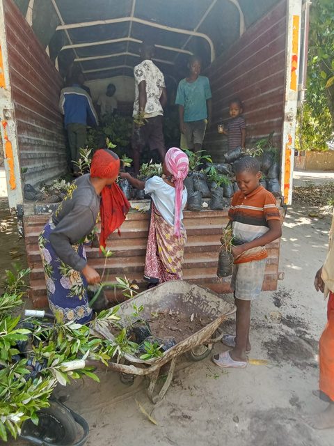 Community members loading seedlings onto a truck for transport to market