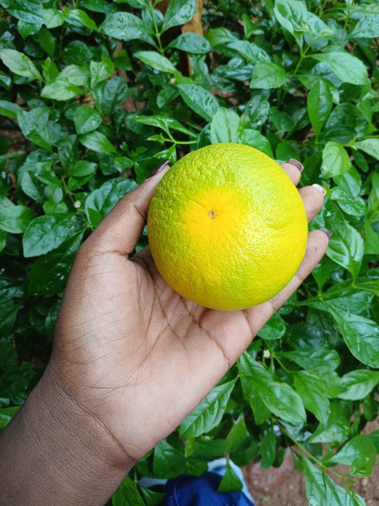 A ripe orange grown on an Ecolive farm